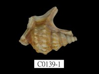 藏品(鵜足螺)的圖片